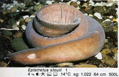 Eptatretus stouti
